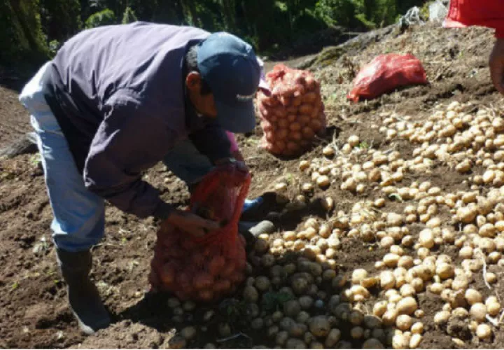 El comportamiento que se dio en diciembre pasado en las ventas de los principales productos agrícolas no se había visto en años anteriores, según explican los productores. Foto: Archivo.