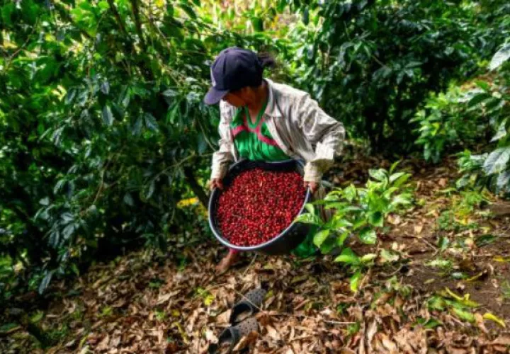  El café representa para Panamá apenas del 0.4% del producto interno bruto.