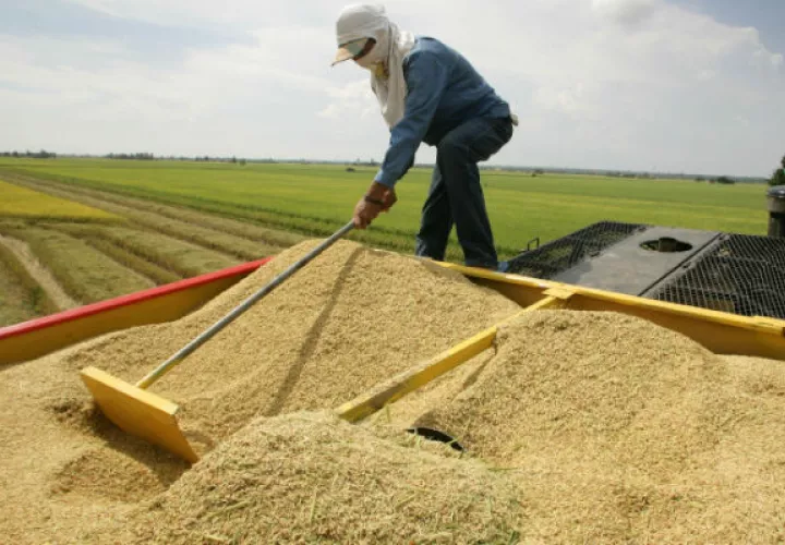 Antes de finales de abril el Gobierno Nacional, a través del Ministerio de Desarrollo Agropecuario (MIDA), realizará el pago de 9.4 millones a los productores de arroz .