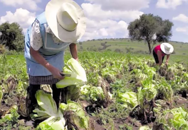 El sector agropecuario garantiza la seguridad alimentaria en este momento.