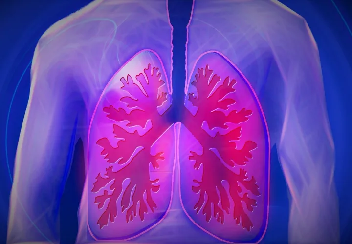 Los pulmones son el centro de esta pandemia del COVID19 que mantiene en vilo a la población mundial hace más de tres meses. Foto: Pixabay