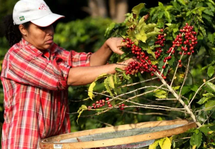 El consumo de café en los hogares ha aumentado y ha mejorado los precios a nivel internacional lo cual es positivo para los productores. EFE