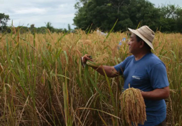 En los últimos días los productores de arroz han reclamado que el Gobierno Nacional aún no les termina de cancelar.