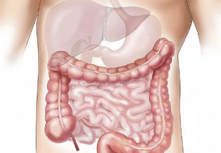 La importancia del intestino ha sido designado como el tema central de la campaña 2020.  Pixabay
