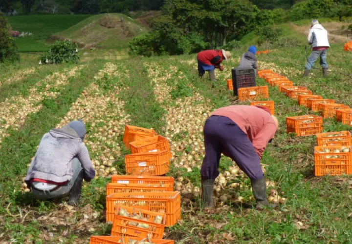 Algunas de las categorías de actividad económica que mostraron un comportamiento positivo fueron: la explotación minera; el sector agropecuario, entre otras. Foto/Archivo