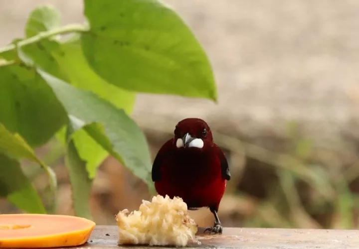 Toda especie cuenta para fotografiar en la celebración del Día Mundial del Medio Ambiente. 