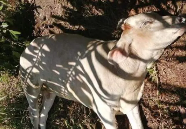 Se recomienda a los ganaderos de la zona mantener sus animales vacunados anualmente por tratarse de una zona endémica a rabia.