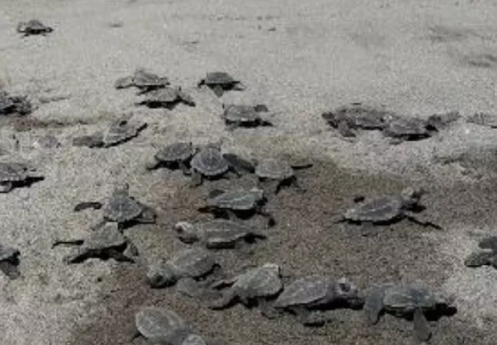 El Refugio de Vida Silvestre La Barqueta es un sitio de gran importancia para la anidación de tortugas marinas, principalmente de la tortuga lora.