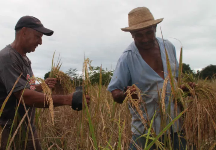 Los créditos son para  cultivos de arroz, maíz y ñame, además para  ganado de ceba, engorde, y lechero, y pesca artesanal.