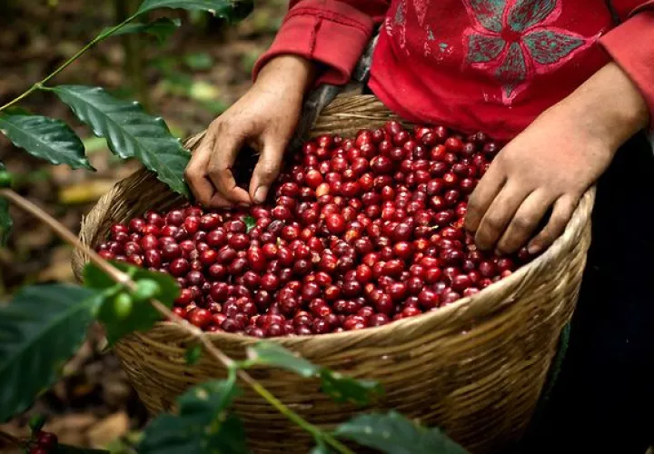 La producción nacional ha disminuido un 28%, mientras que las importaciones crecieron de 500 toneladas en 2010 a 4,557 toneladas en 2019.