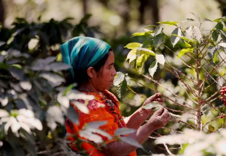 Buscan que los productores mejoren la calidad de sus rubros a través de capacitaciones. EFE