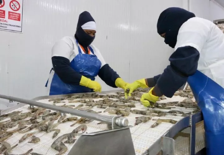 China es el principal destino de las exportaciones de gamba blanca. EFE