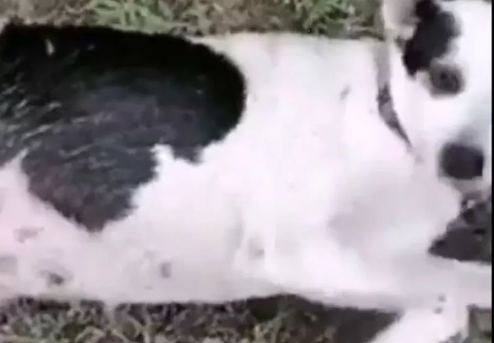 El funcionario golpeó a la perra con un tubo y  falleció, denunció la propietaria del animal. Foto: Mayra Madrid