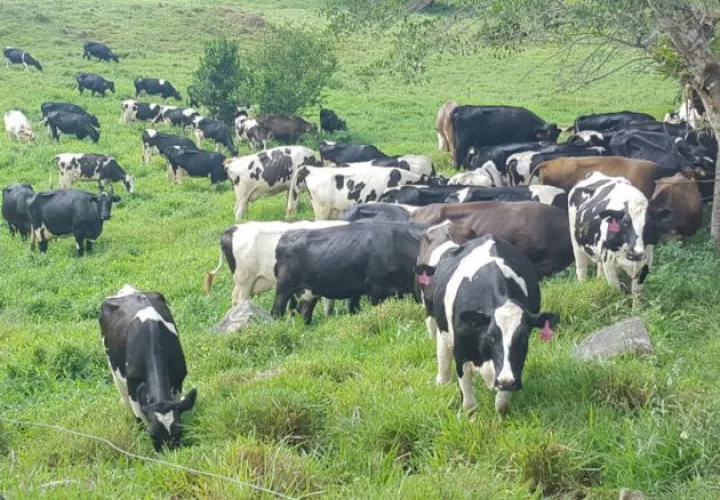 Ganaderos piden parar la importación de productos lácteos desde Costa Rica. Fotos: José Vásquez.