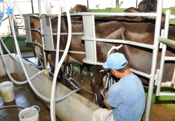 Panamá no es autosuficiente en producción de leche.