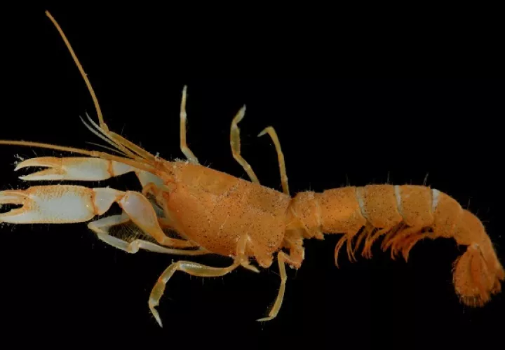 Strianassa lerayi Anker es el nombre que recibe la nueva variedad de camarón. 