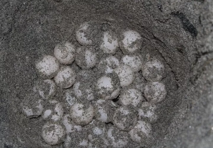 Los 270 huevos de la tortuga lora fueron reubicados. 