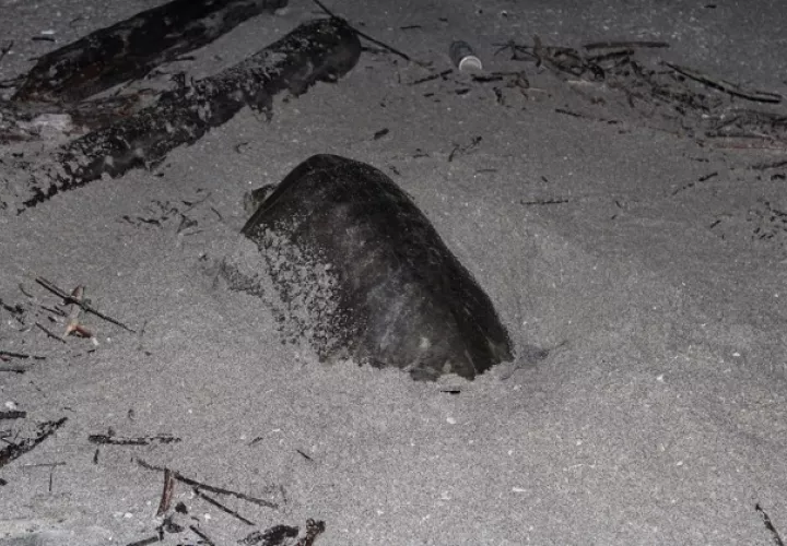 Las tortugas marinas sufren diversas amenazas en las playas de anidación, como la caza furtiva y el saqueo de huevos.