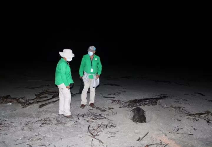 La tortuga lora está catalogada como una especie en "peligro crítico".