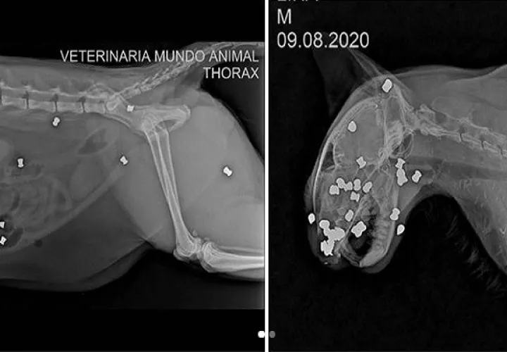 El gato falleció a causa de los disparos.
