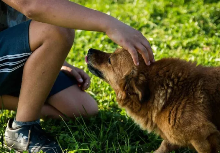 Un perro puede enseñar a los niños sobre los límites y el respeto. Pixabay