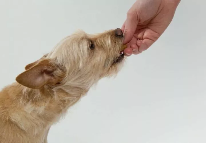 Evite la alimentación de los perros cachorros inmediatamente antes o después de hacer ejercicio. Pixabay