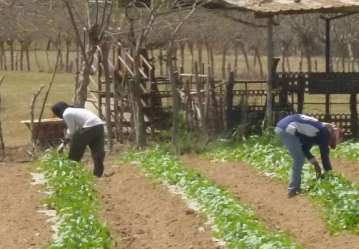 El proyecto  busca mejorar la cadena de valor y garantizar que los productores puedan tener acceso a la tecnología.