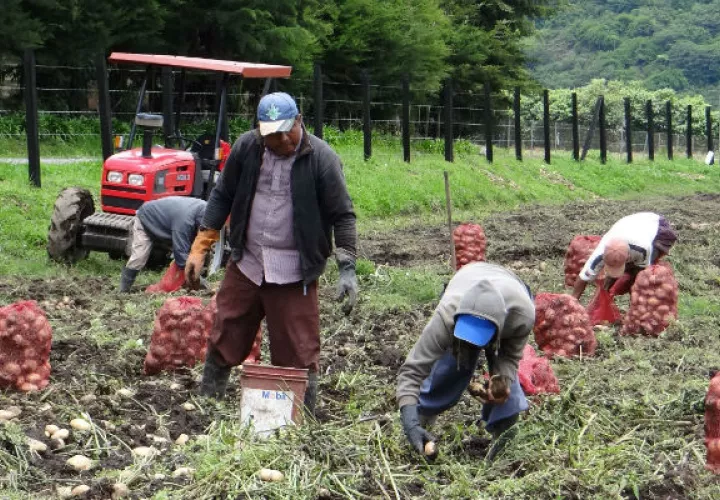Los productores señalan a la Aupsa como responsable de las importaciones desmedidas hace unos años.