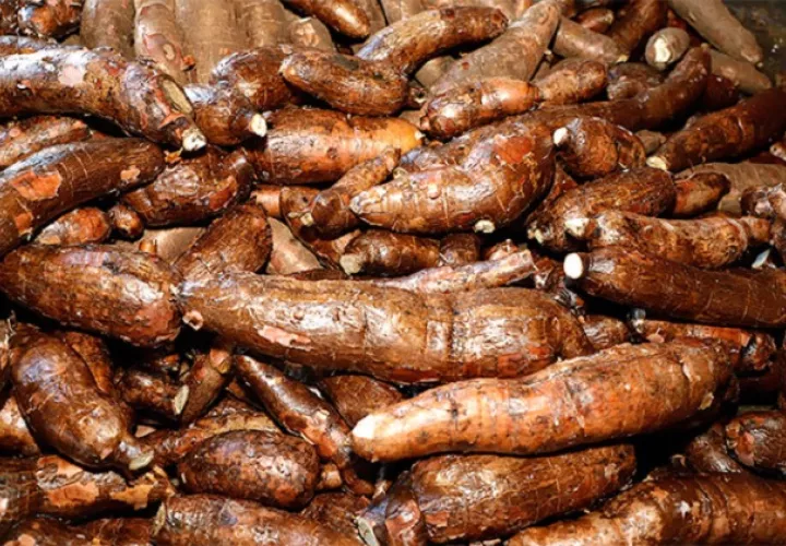 De enero a agosto de 2020, las exportaciones de yuca, almidón y fécula de yuca registraron un valor FOB de $79 mil 665 y entre los países de destino de estos productos se encuentran Puerto Rico y Holanda. Foto/Cortesía