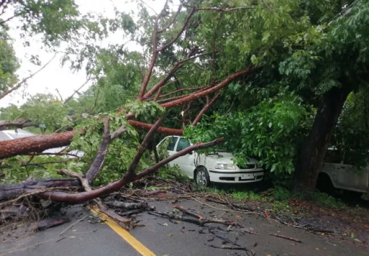 Un árbol cayó sobre un vehículo en La Tiza de Las Tablas. Foto: Thays Domínguez.
