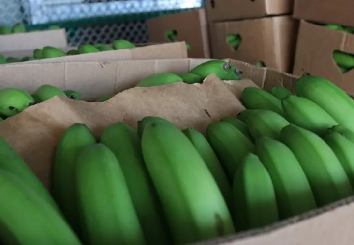 Las exportaciones agropecuarias no se han detenido durante los ocho meses que tiene la economía panameña de estar semiparalizada debido a la crisis sanitaria. Foto/Cortesía