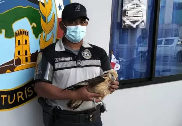 El águila será devuelta a su hábitat natural. Foto: Diómedes Sánchez S. 