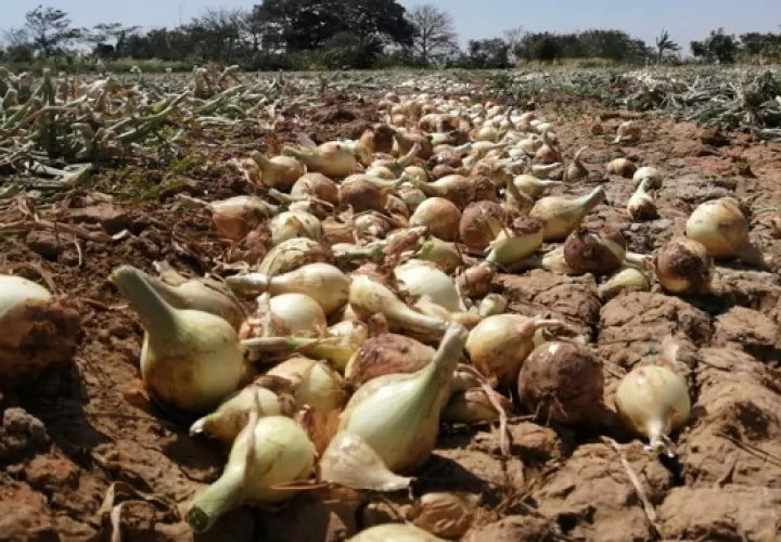 En el 2006 la producción de cebolla era de 678 mil 041 quintales, sin embargo para el 2018 esa cifra cayó a 291 mil 018 quintales. Foto/Cortesía