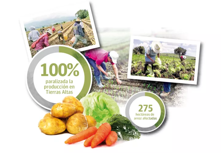Se calcula que en Tierras Altas hay 800 productores que cultivan unas mil 500 hectáreas con hortalizas.