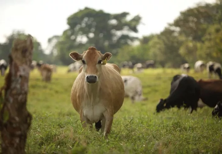 El conflicto comercial con Panamá por el comercio de la leche se abrió desde el 1 de julio del año pasado, cuando el vecino país cerró el ingreso a productos de origen animal de 26 plantas industriales costarricenses. Foto/Archivo