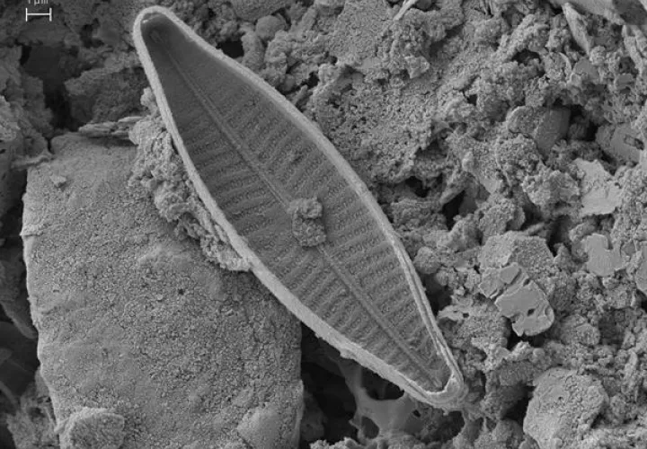 Fotografía cedida por la Universidad Internacional SEK de microscopia electrónica de una navícula (género de algas diatomeas en forma de bote) realizadas en la Universidad de Léon-España.