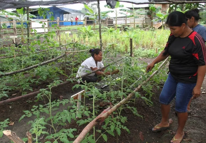 Mediante el  proyecto de Transferencia de Oportunidades en el Área Rural, se ha entregado apoyo financiero a 200 mujeres para que desarrollen pequeños proyectos agrícolas y no agrícolas. 