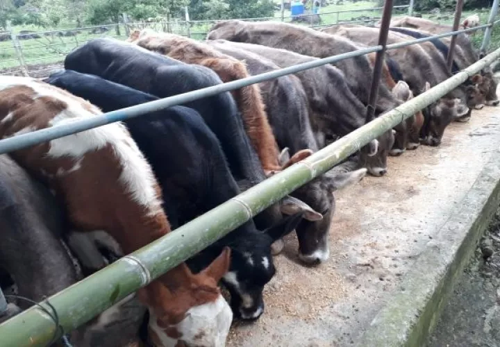 La Aprogalpa calificó la suspensión de Costa Rica a los lácteos de cuatro empresas panameñas como una guerra comercial no arancelaria que perjudica la actividad ganadera. Foto: José Vásquez