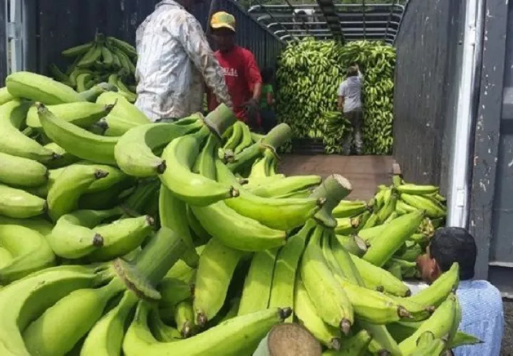 El Mida espera recuperar las plantas de plátano. Foto: Grupo Epasa