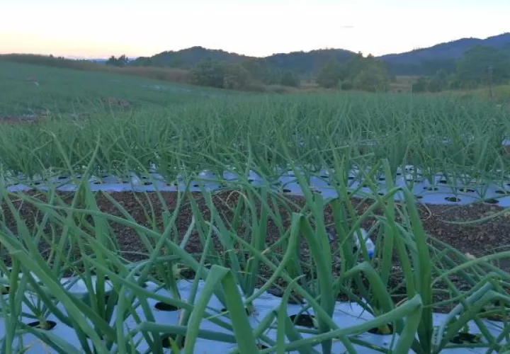 La siembra de productos se da para los meses de marzo y abril por lo cual urge que se efectúe la reunión con el titular del Mida. Foto: José Vásquez