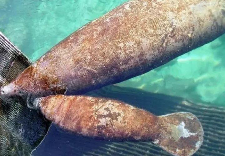 El manatí, símbolo nacional de Costa Rica desde el año 2014, está siendo cada vez más amenazado por la pesca ilegal, la cacería y la contaminación. EFE