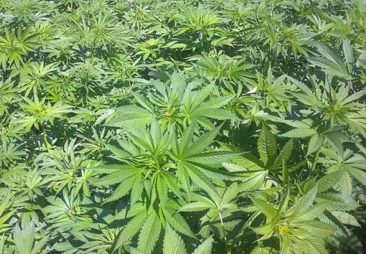 En Panamá ya fue aprobado el uso medicinal del cannabis. Foto: Grupo Epasa