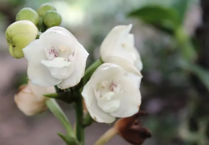 La Flor del Espíritu Santo muestra su esplendor entre agosto y septiembre de cada año. Foto: Grupo Epasa