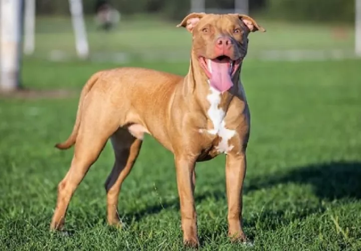El ataque de un  perro "pitbull" a una niña menor ha generado un debate sobre la tenencia de estos. Archivo 