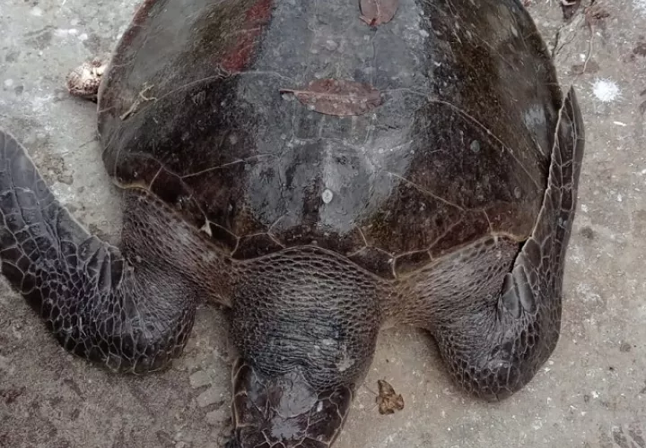 La tortuga fue devuelta al mar, ya que la Unión Europea (UE), exige los DET'S en las redes. Foto: Cortesía ARAP 