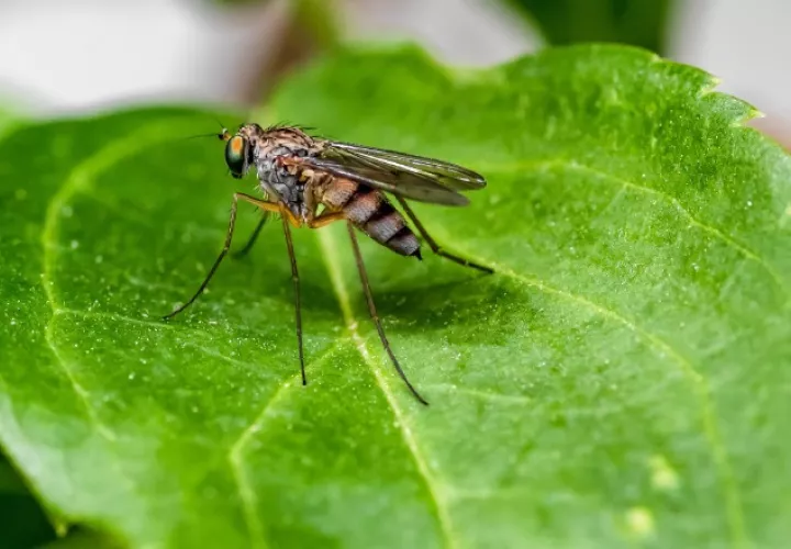 El parásito de la malaria muta, se hace drogoresistente y pone en jaque a los sistemas de salud. Pixabay