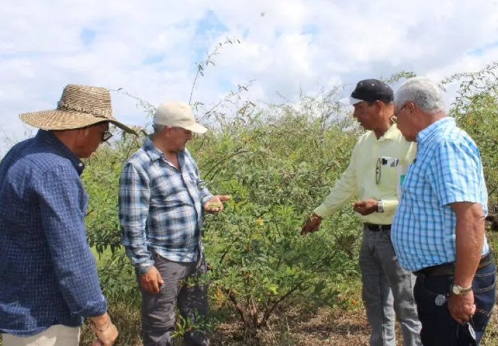 El guandú en años anteriores han presentado múltiples afectaciones por antracnosis entre otras enfermedades. Foto. José Vásquez