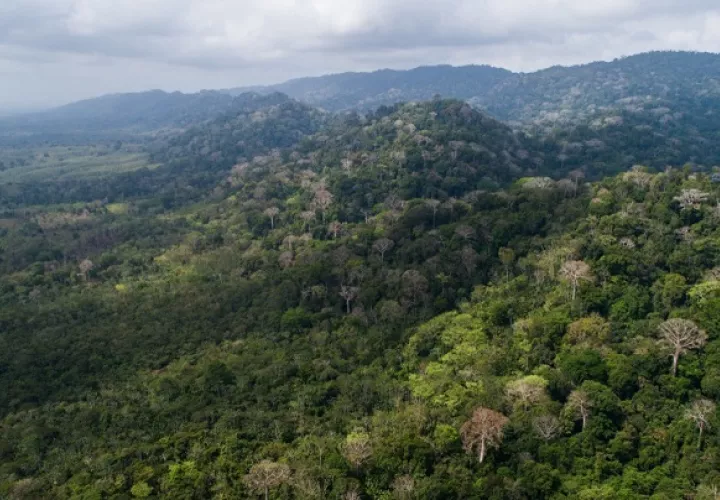 Panamá tiene una cobertura boscosa de 68%, según las últimas estadísticas. Foto: Cortesía MiAmbiente