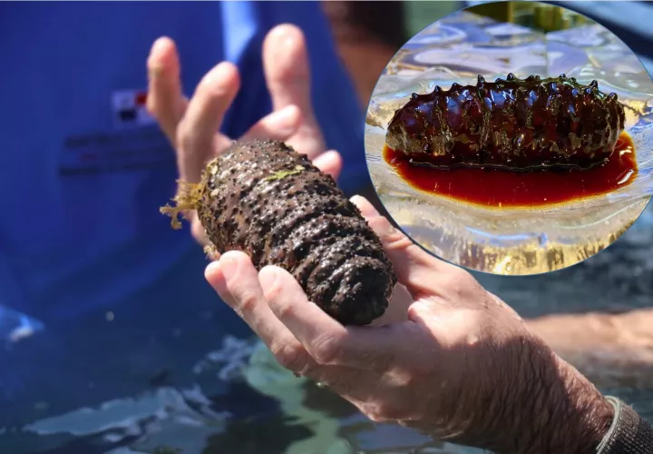 Pepino de mar cosechado en Panamá esta semana y vista de un platillo preparado con este producto. 