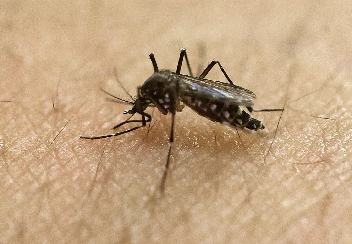 La malaria la causa un parásito Plasmodium, transmitido por la picadura de un mosquito infectado. Foto: Archivo Ilustrativa 